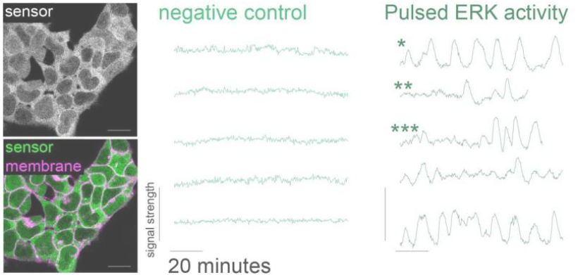 بعد جدیدی در سیگنالینگ سلول‌های بنیادی
